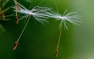 Pusteblumen Samen